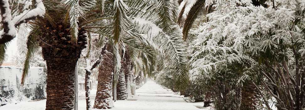 palms in snow